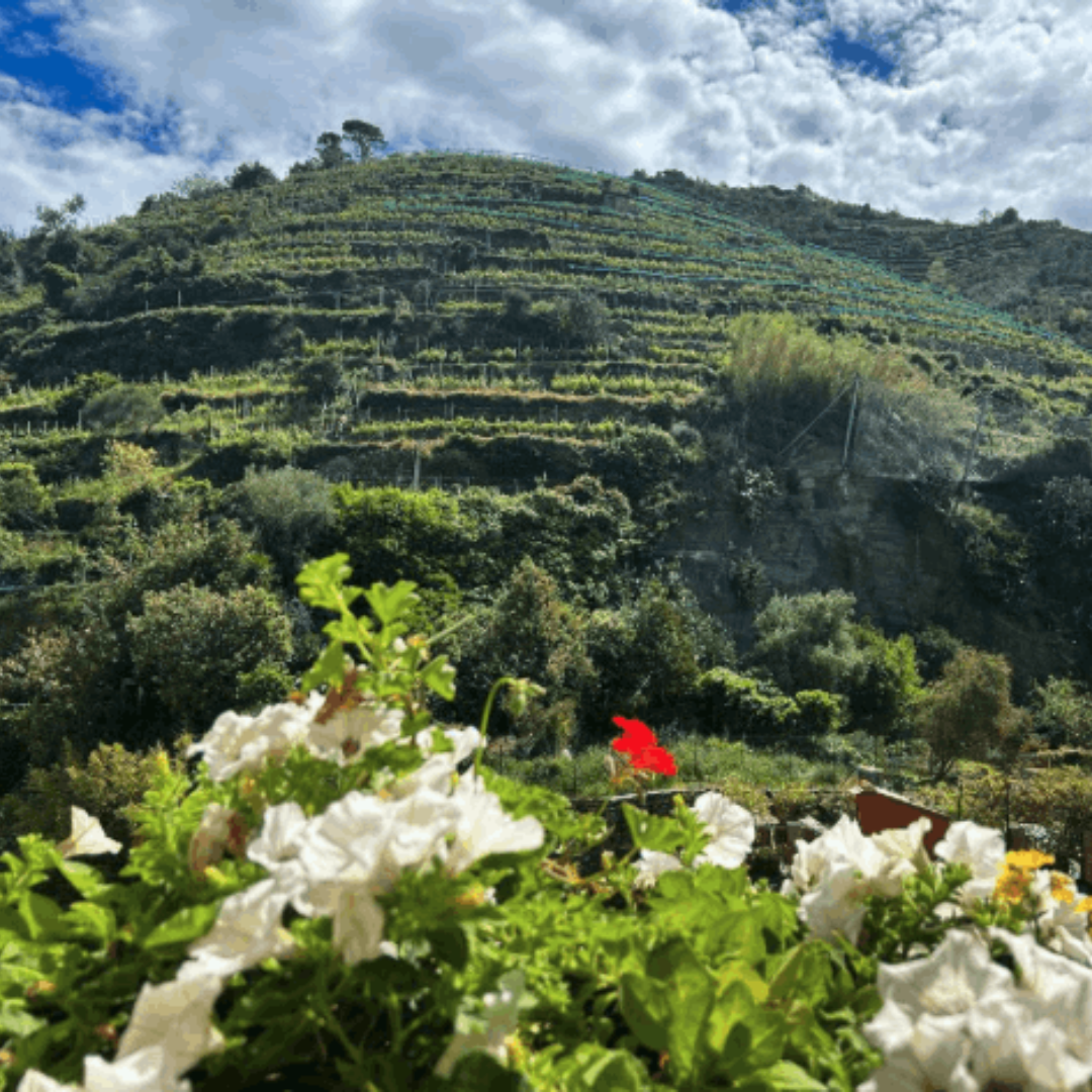 Organic Wine Tasting with Food Pairings in Cinque Terre 5 La Spezia