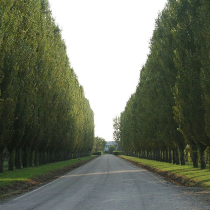Balsamic Vinegar Tasting & Vintage Car Museum near Modena 5 Modena