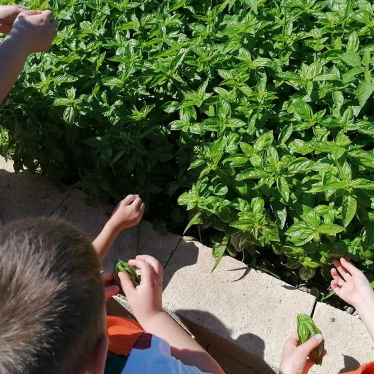 Discover Farm Life Near Verona with a Local Farmer 4 Verona