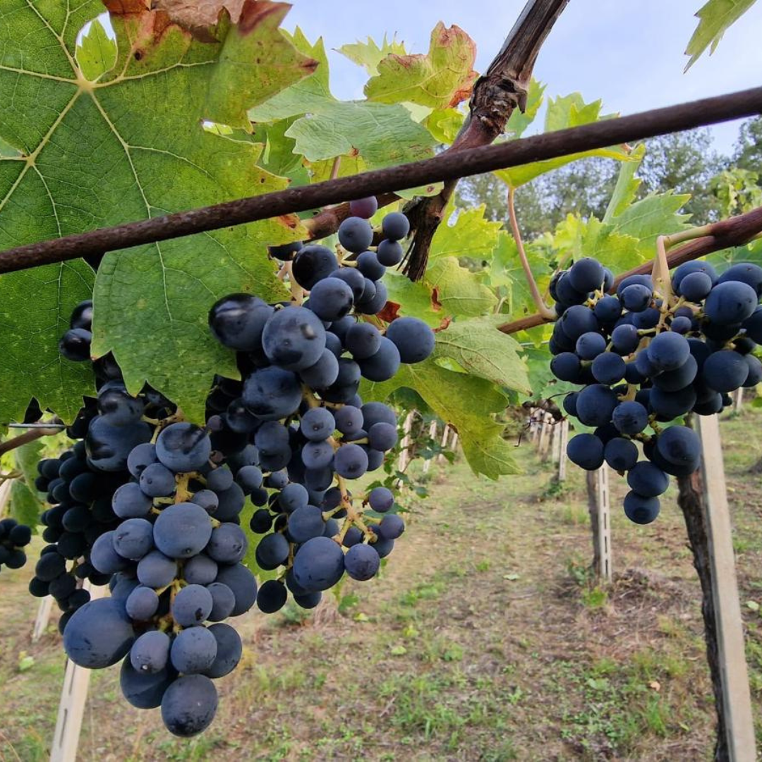 Winery Tour with Wine and Food Tasting in Chieti 6 Chieti