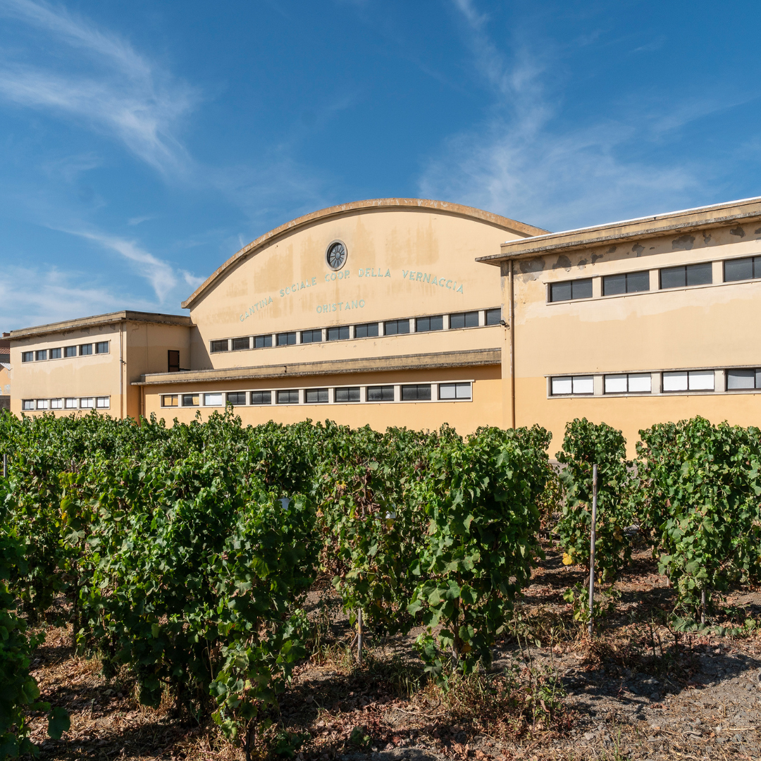 Winery Tour with Wine and Food Tasting near Oristano 5 Oristano
