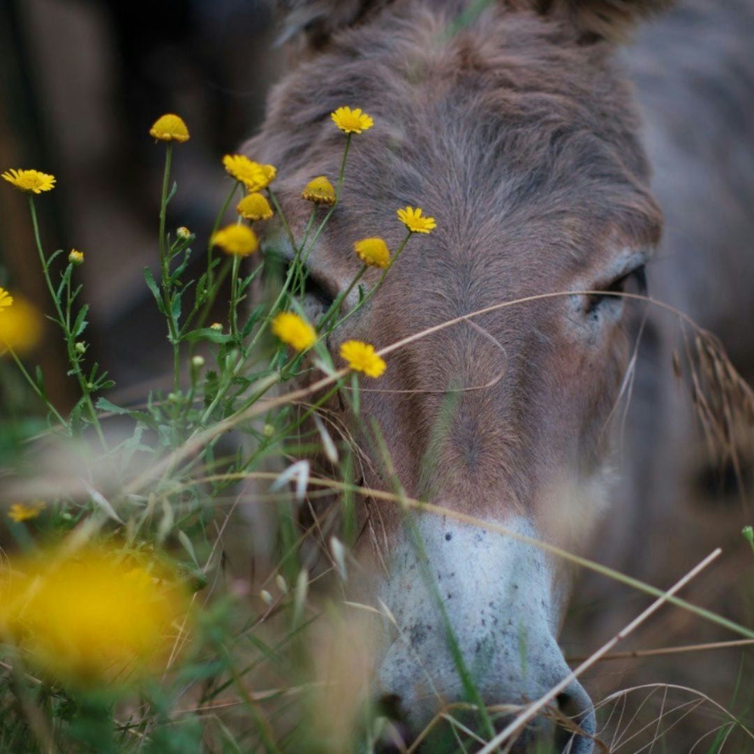 Walk with Donkeys in the Hills of Pisa 5 Pisa