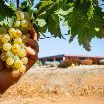 Luxury Winery Tour with Tasting & Food Pairing in Alghero 6 Sassari
