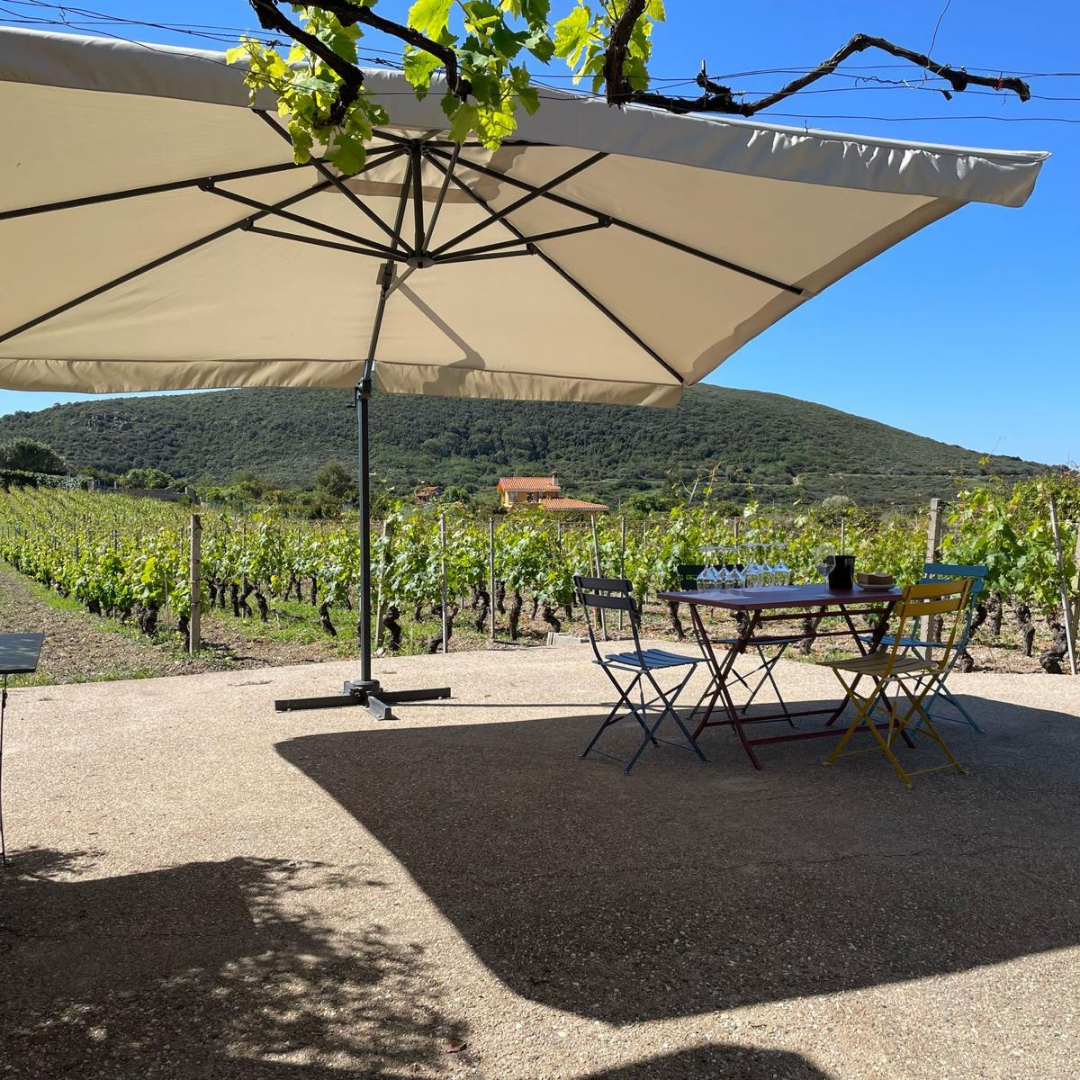 Winery Tour & Wine Tasting with Food Pairings near Oristano 7 Oristano