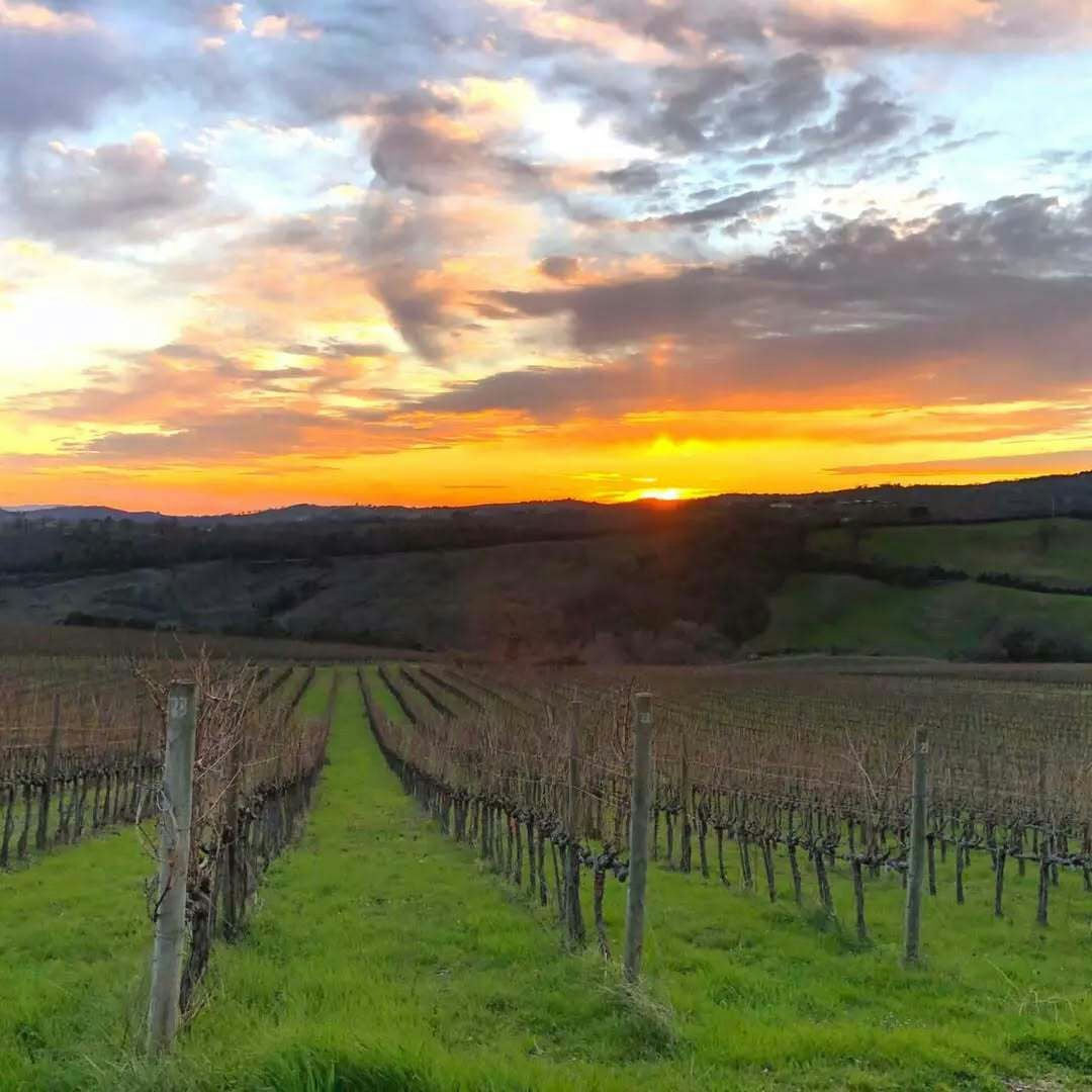 Luxury Winery Tour & Tasting with Local Food in Scansano 3 Grosseto