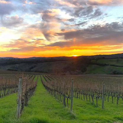Luxury Winery Tour & Tasting with Local Food in Scansano 3 Grosseto