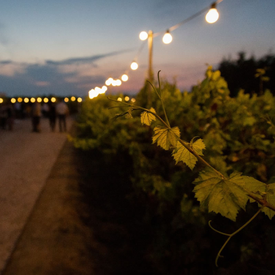 Winery Visit with Wine & Food Tasting near Ravenna 2 Ravenna