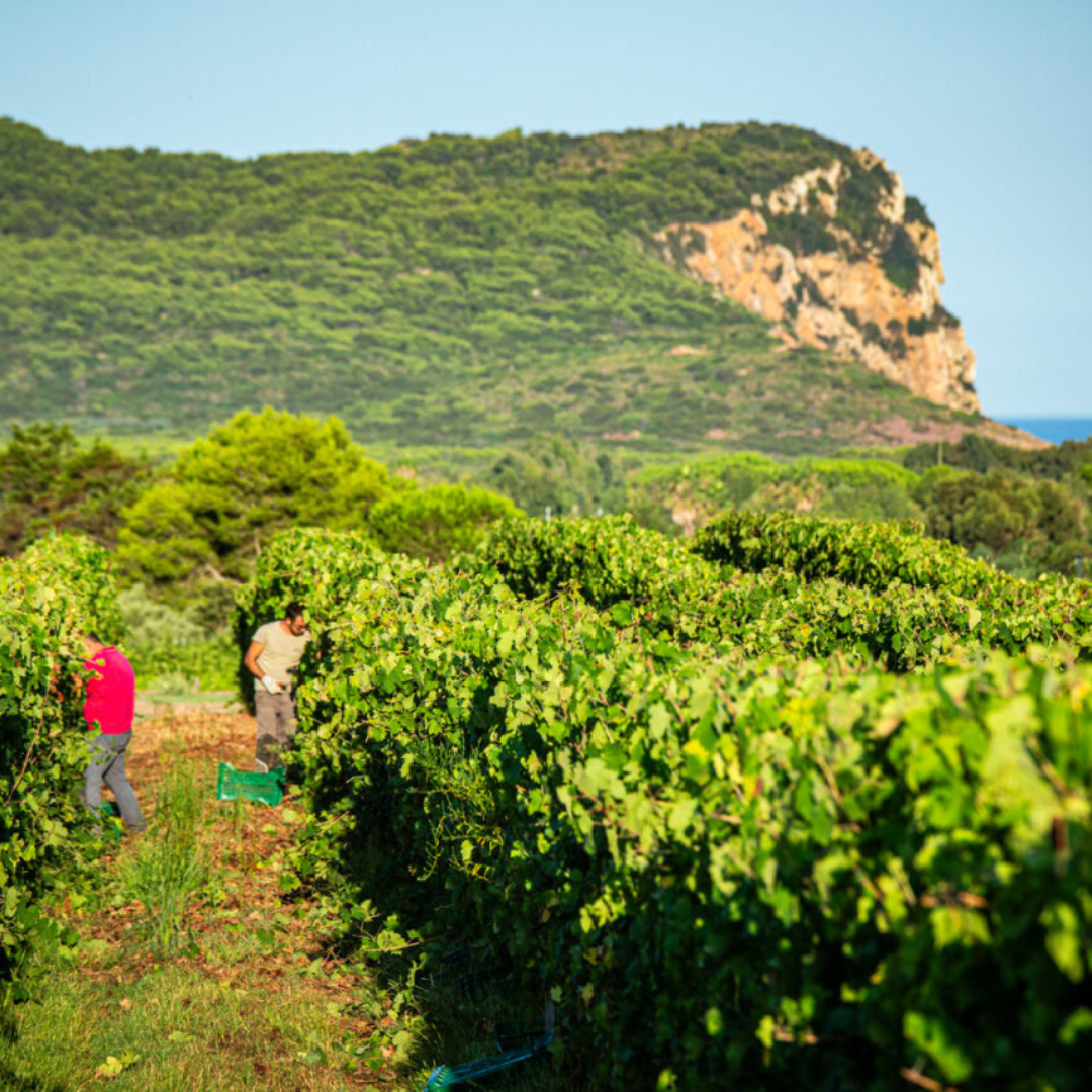 Luxury Winery Tour with Tasting & Food Pairing in Alghero 5 Sassari