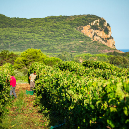 Luxury Winery Tour with Tasting & Food Pairing in Alghero 5 Sassari