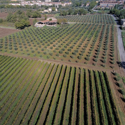 Perugia Olive Oil Mill Tour with Food Tasting