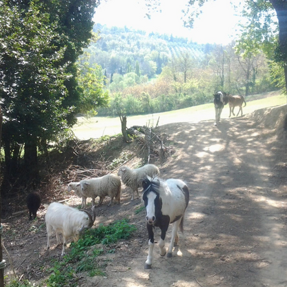 Hands-On Nature: Animals and Wild Herbs at a Pesaro Farm