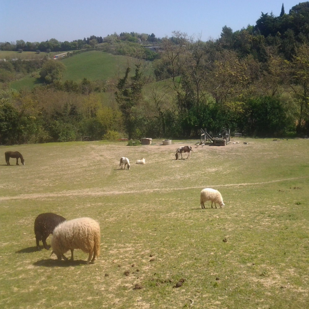 Hands-On Nature: Animals and Wild Herbs at a Pesaro Farm