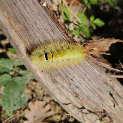 Hands-On Nature: Animals and Wild Herbs at a Pesaro Farm