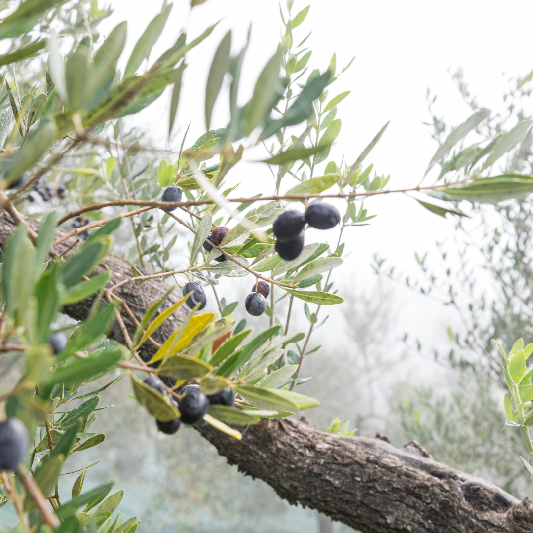 Olive Estate Tour, Mill Visit & Tasting near Perugia 6 Perugia