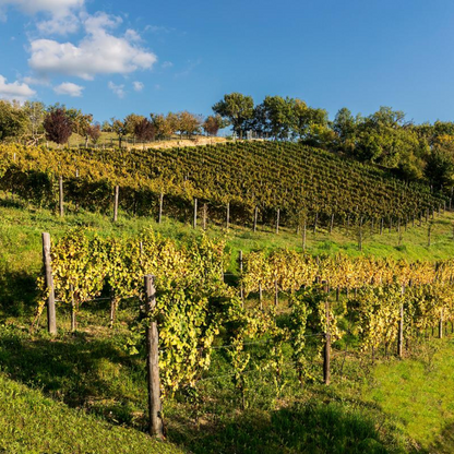 Wine Tour and Tasting at Countryside Winery near Rieti