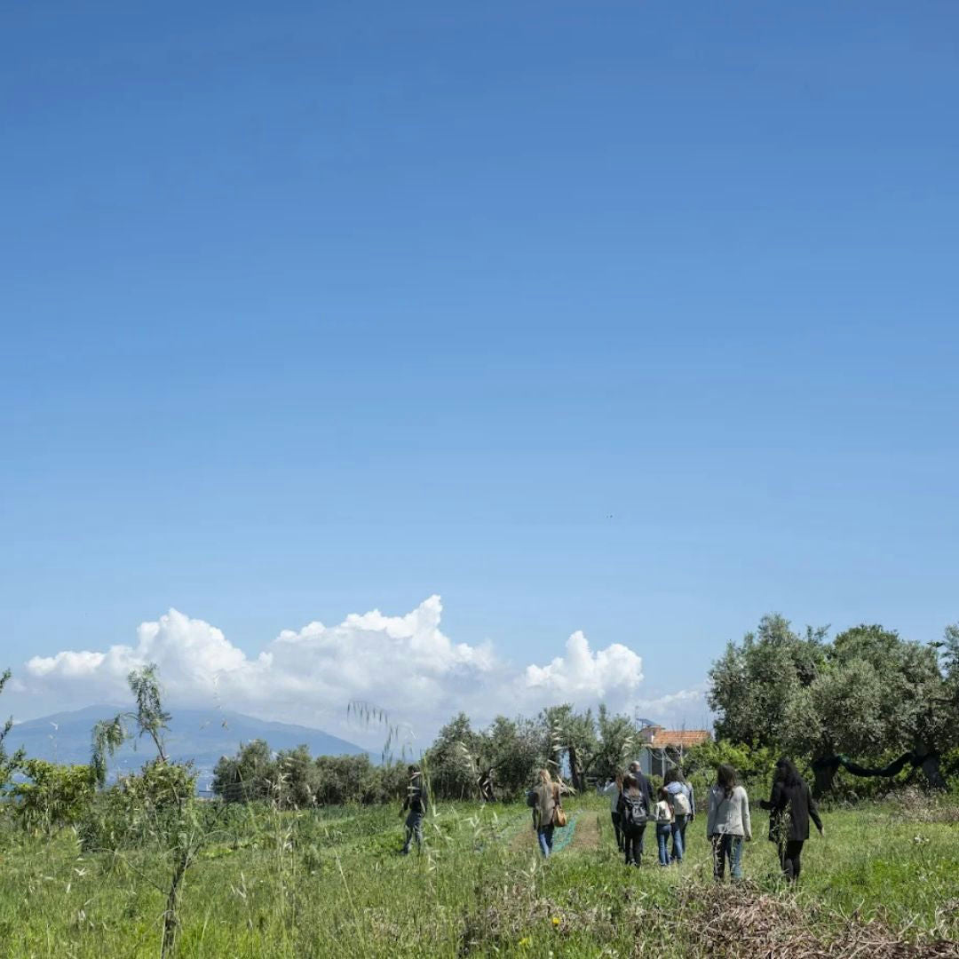 Luxury Winery Tour with Wine and Food Tasting in Sorrento 5 Naples