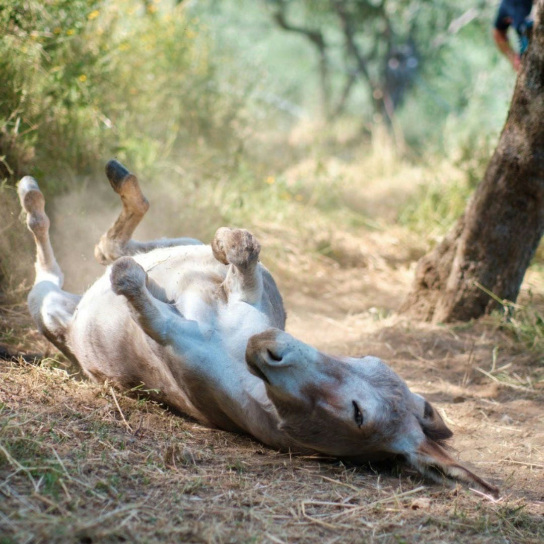Walk with Donkeys in the Hills of Pisa 1 Pisa