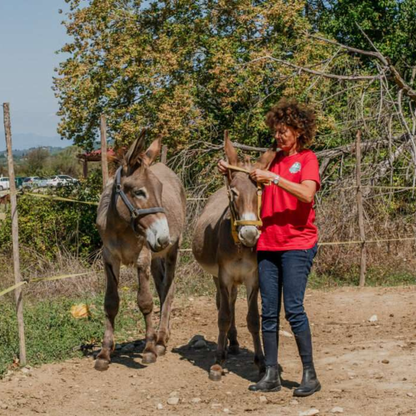 Walk with Donkeys in the Olive Orchard near Florence 3 Firenze