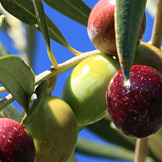 Oil Mill and Stone Mill Tour with Tastings in Cinque Terre 1 La Spezia