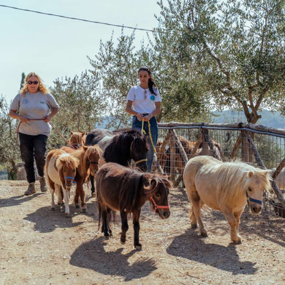 Walk with Donkeys in the Olive Orchard near Florence 1 Firenze
