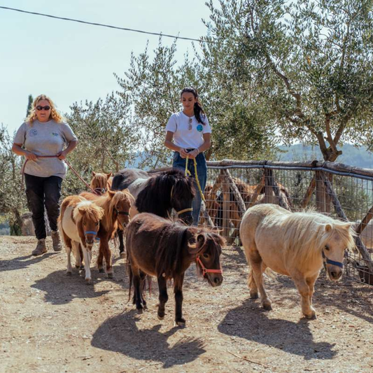 Walk with Donkeys in the Olive Orchard near Florence 1 Firenze