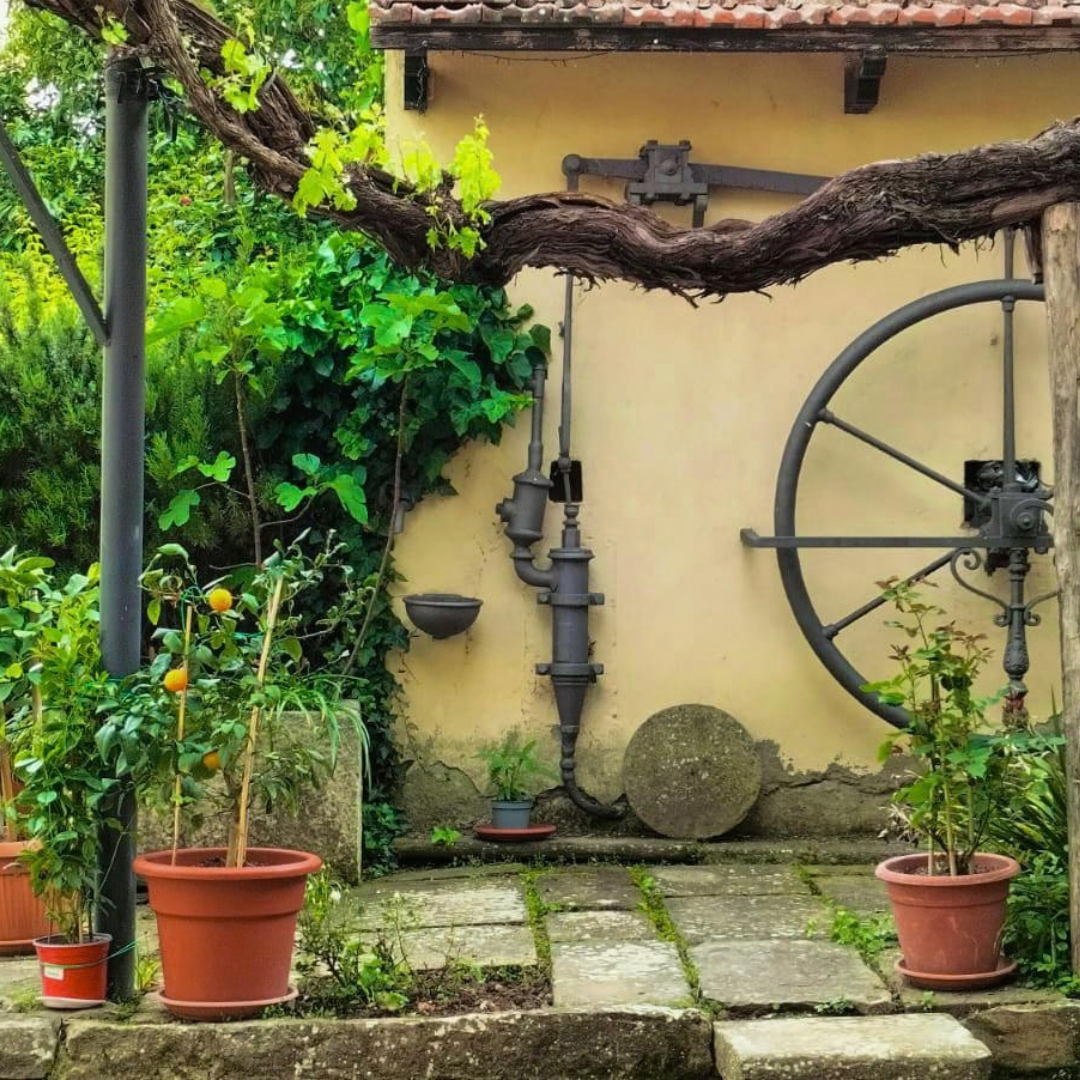 Organic Winery Tour with Wine & Food Tasting in Arezzo 5 Arezzo