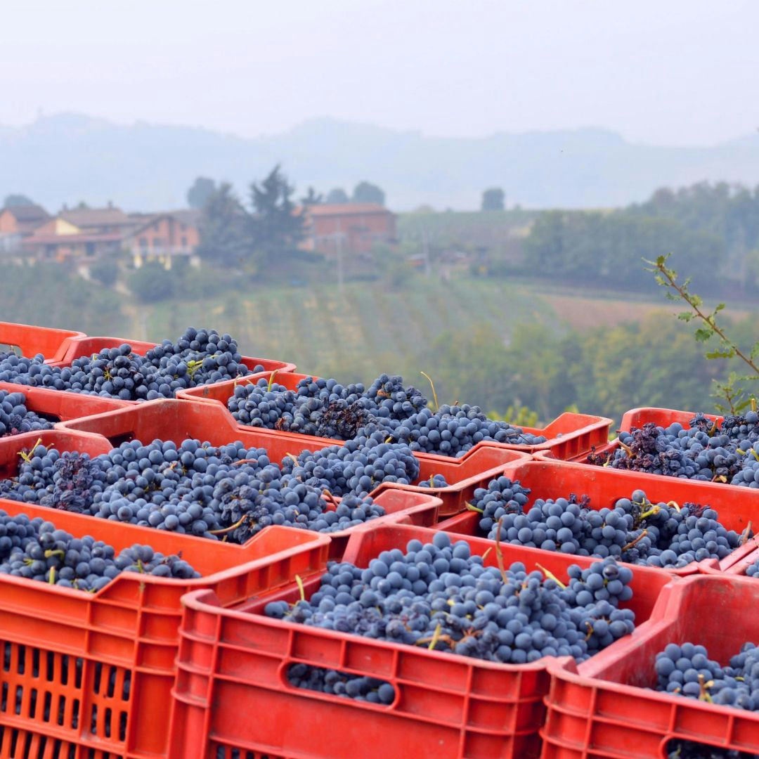 Winery Tour with Wine Tasting & Local Food near Tortona 5 Alessandria