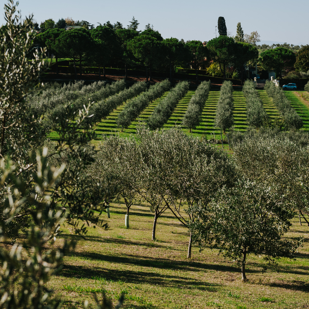 Olive Grove & Oil Mill Tour with Tasting near Bologna 4 Bologna