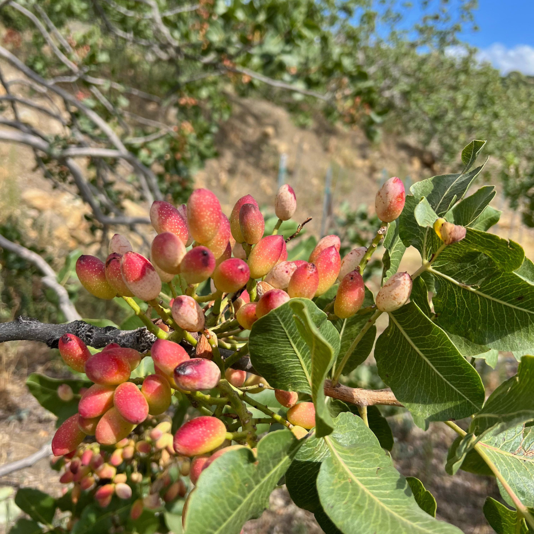 Pistachio Grove Tour with Tastings in Bronte near Etna 1 Catania
