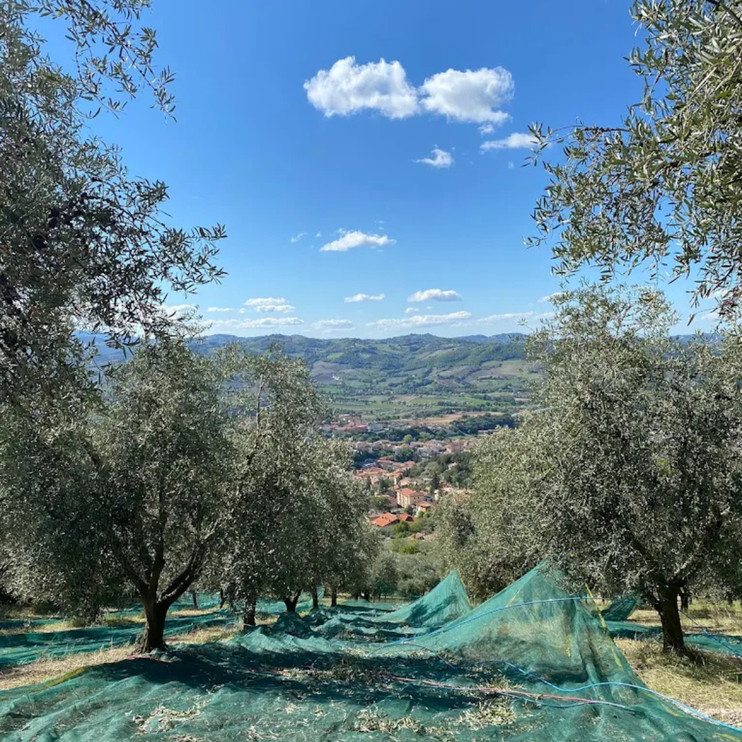 Olive Mill Tour & Tasting with Food near Gubbio & Perugia 2 Perugia