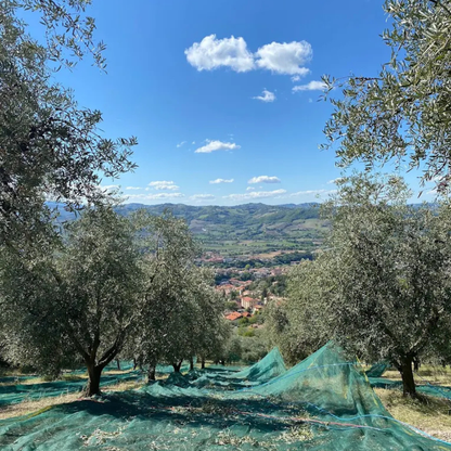 Olive Mill Tour & Tasting with Food near Gubbio & Perugia 2 Perugia