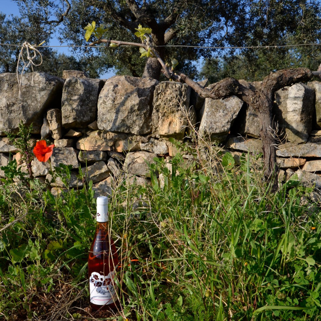 Wine Tasting near Locorotondo & Alberobello with Vineyard Walk 6 Taranto