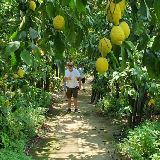 Lemon Grove Walk, Tasting and Oper Bar Aperitivo in Sorrento 3 Naples