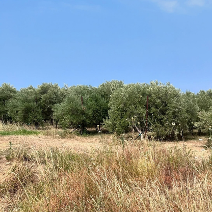 Trieste: Olive Oil Tasting & Grove Walk 3 Trieste