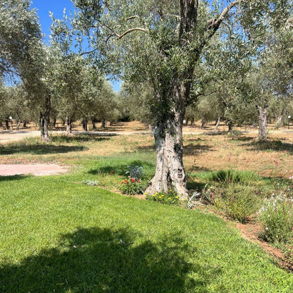 Olive Mill Tour with Olive Oil Tasting in Sassari 6 Sassari