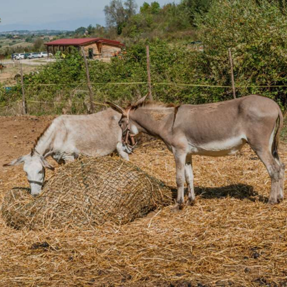 Walk with Donkeys in the Olive Orchard near Florence 6 Firenze