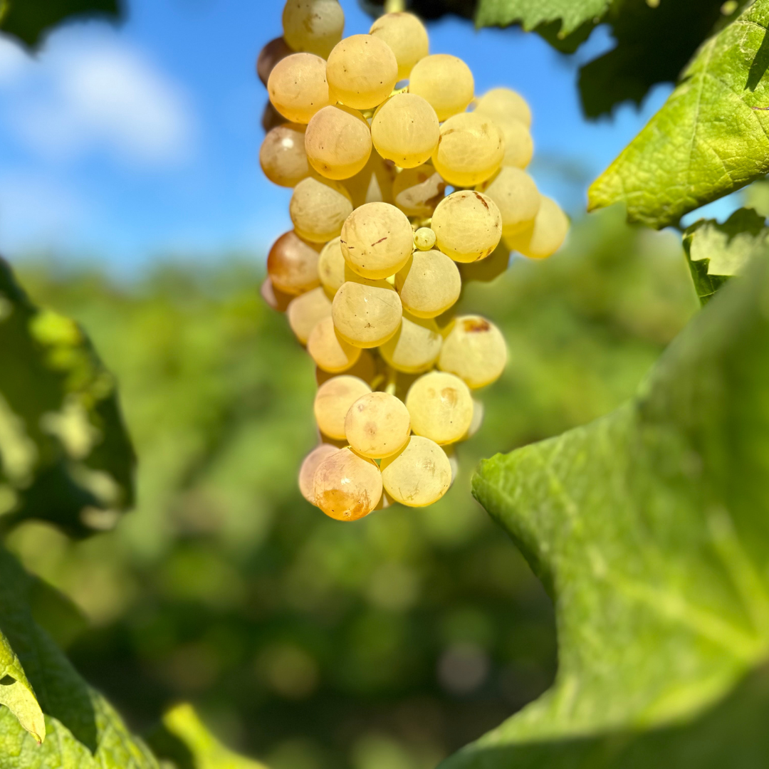 Winery & Vineyard Tour with Wine Tasting & Food in Albenga 4 Savona 