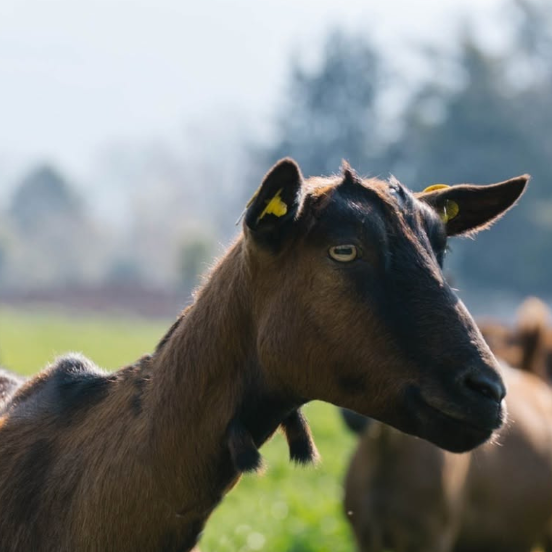 Paestum: Goat Farm Cheesemaking Tour & Tasting 6 Salerno