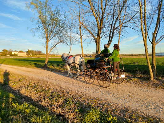 Horse Carriage Tour and tasting of local food in Lazise