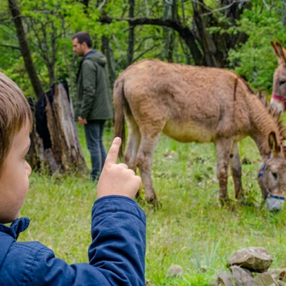Wild Farm Nature & Animals Experience near Arezzo 3 Arezzo