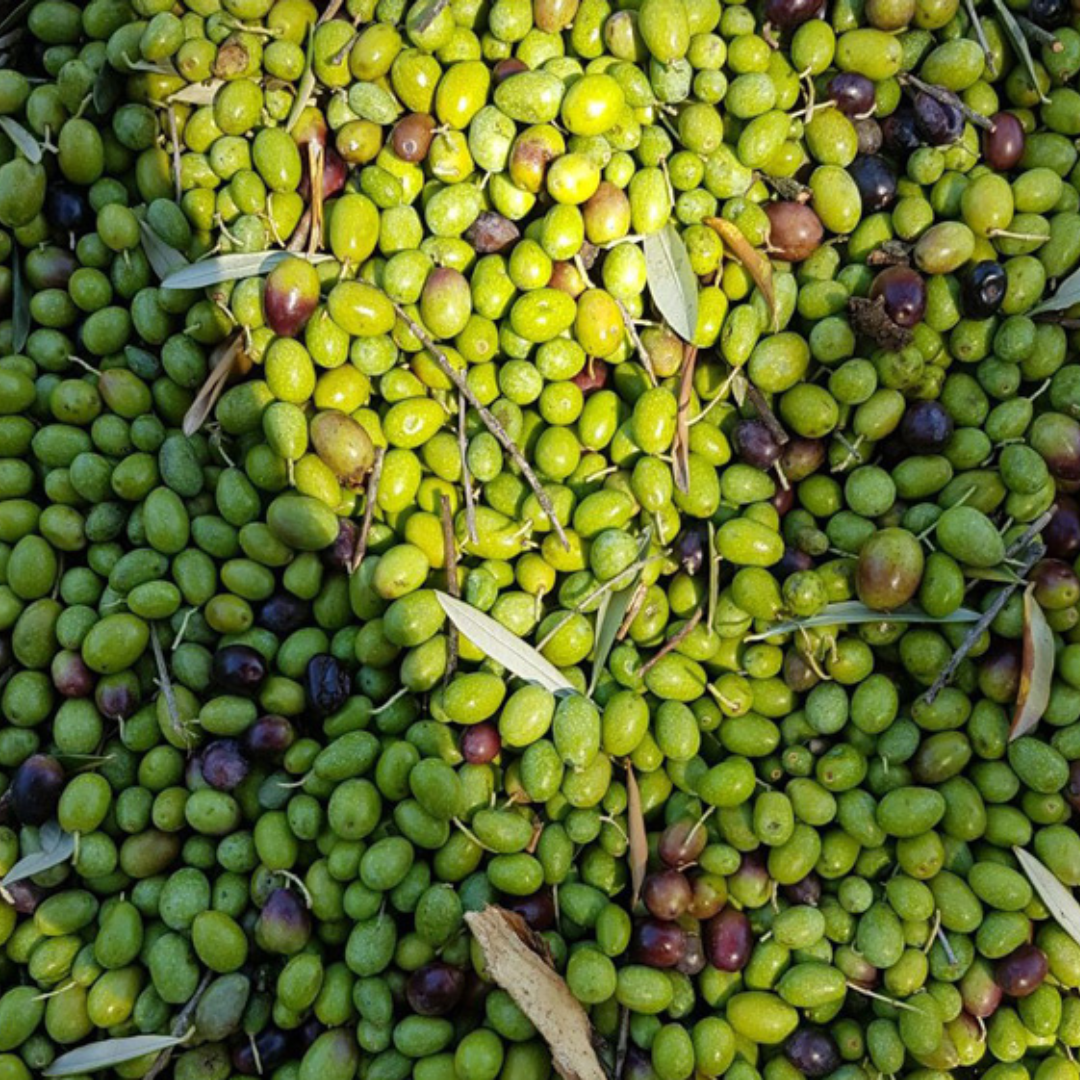 Olive Mill Tour & Tasting with Food near Gubbio & Perugia 4 Perugia