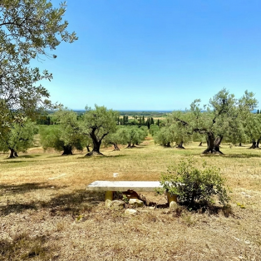 Olive Oil Mill Tour with Tasting & Wine near Volterra 6 Livorno