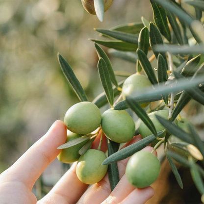 Olive Oil Tasting with Optional Olive Grove Walk near Rimini 7 Rimini
