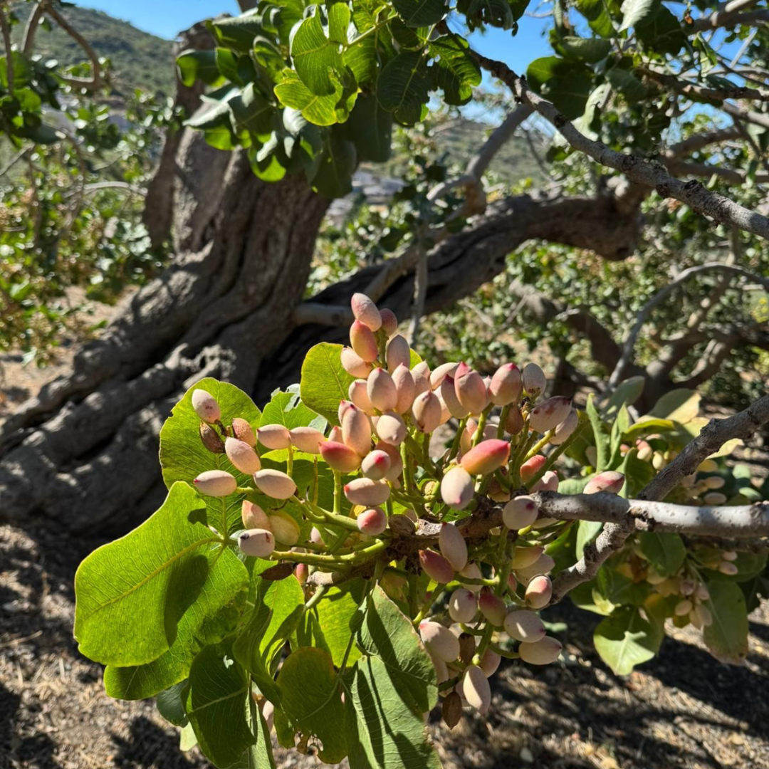 Pistachio Grove Tour with Tastings in Bronte near Etna 4 Catania