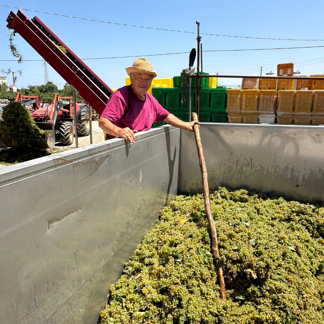 Wine Tasting near Locorotondo & Alberobello with Vineyard Walk 4 Taranto