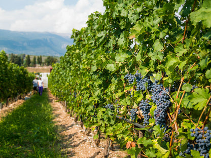 Wine Tour and Tasting on Garda Hills