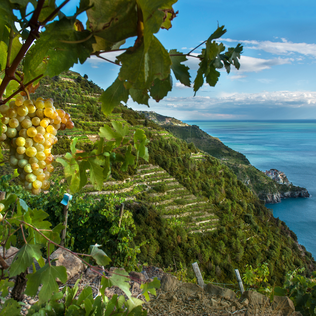 Winery Tour with Wine Tasting in Monterosso, Cinque Terre 2 La Spezia