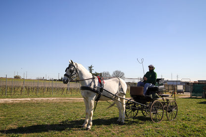 Horse Carriage Tour and tasting of local food in Lazise