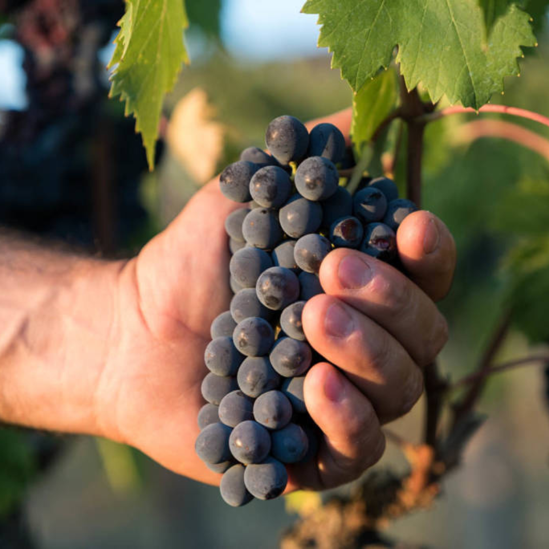 Underground Cellar Tour & Wine Tasting in Montepulciano 8 Siena