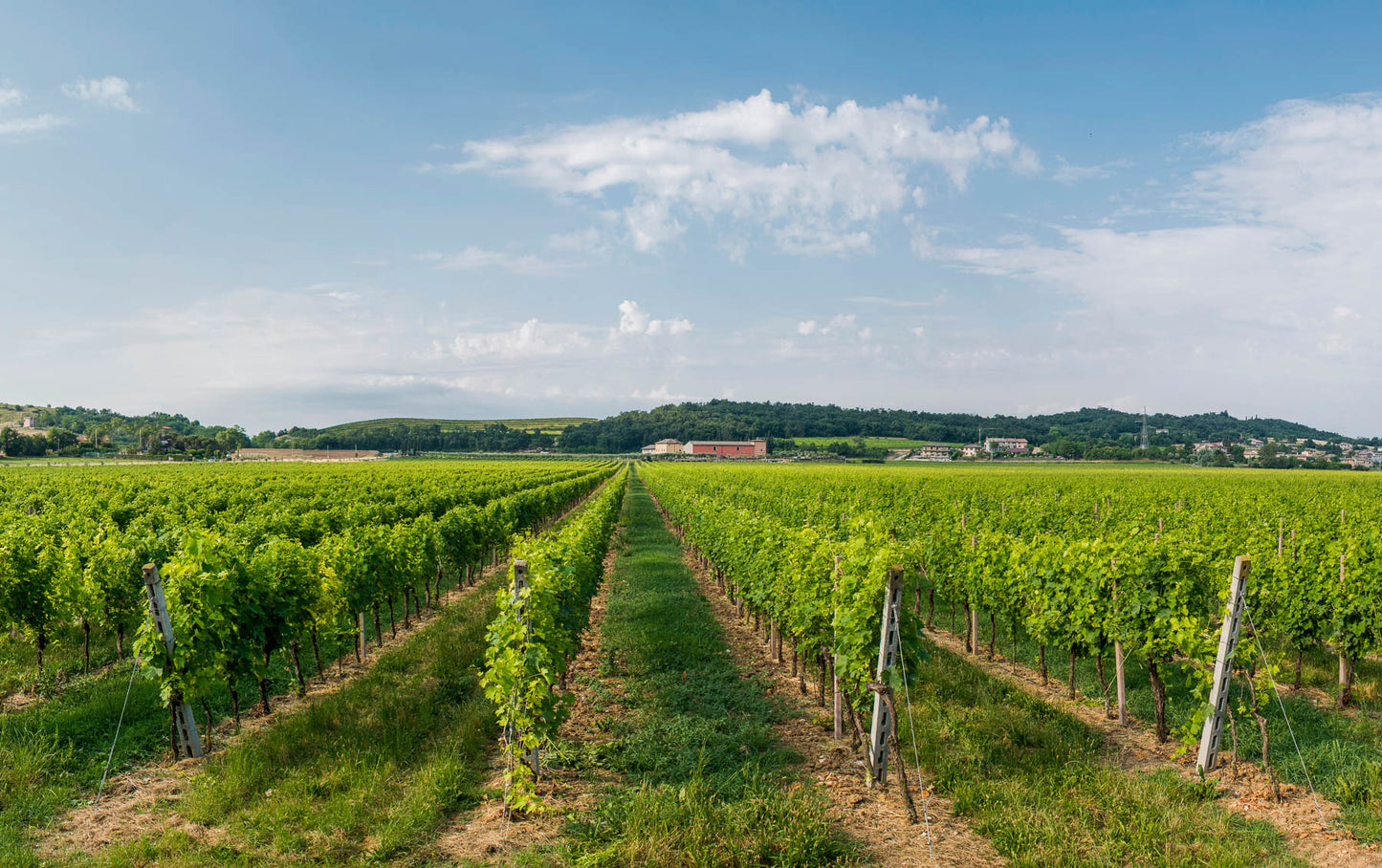 Wine Tour and Tasting on Garda Hills